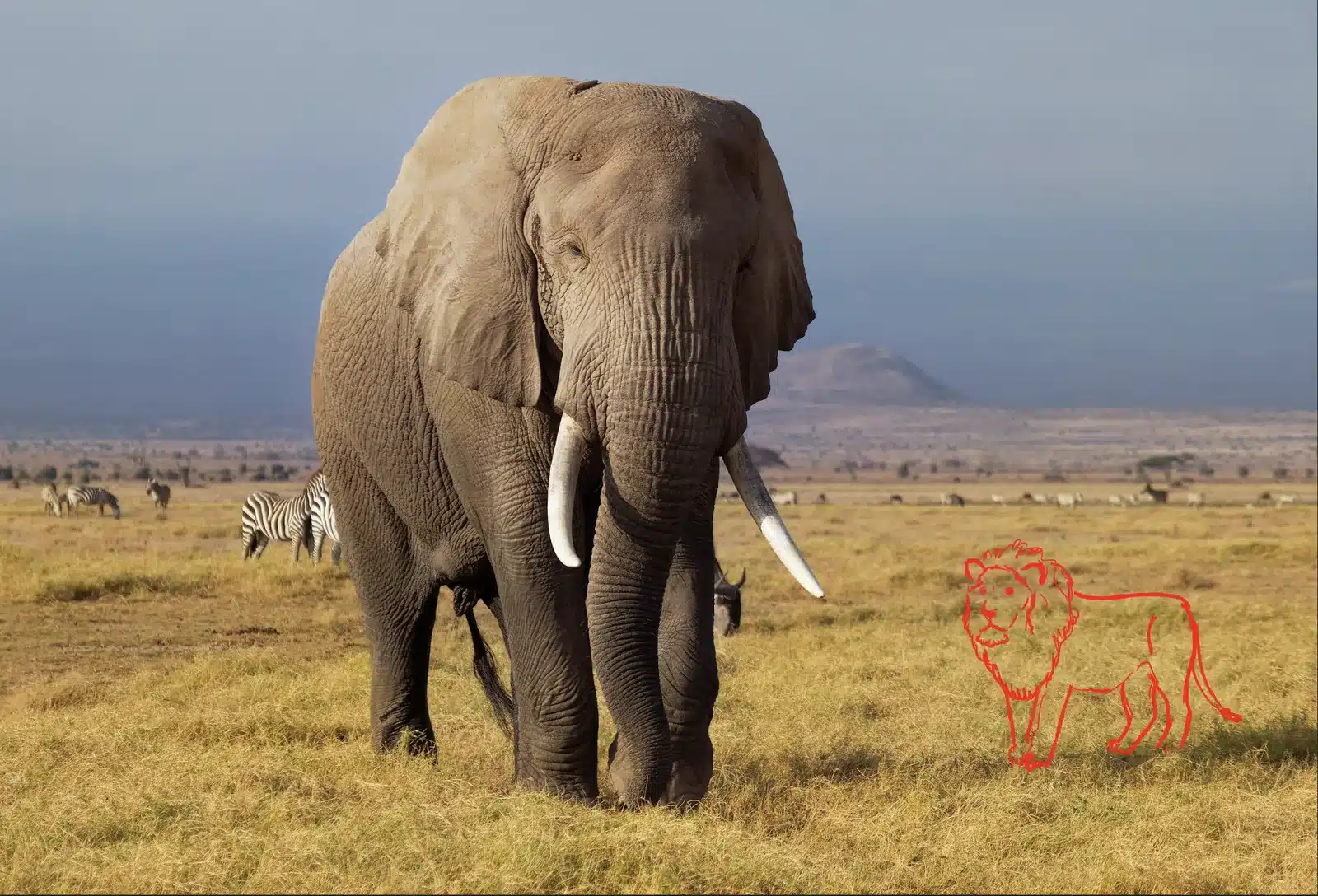 Foto van een olifant op de savanne met een rode lijntekening van een leeuw